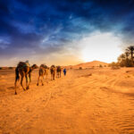 Morocco, Sahara desert, Camel caravan going to dune in desert