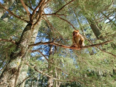 Aventura Desde Casablanca 6 Días